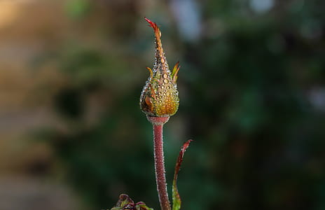Macro Photography of Flower Bud thumbnail
