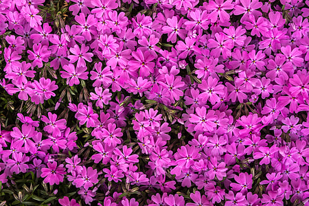 purple flowers thumbnail