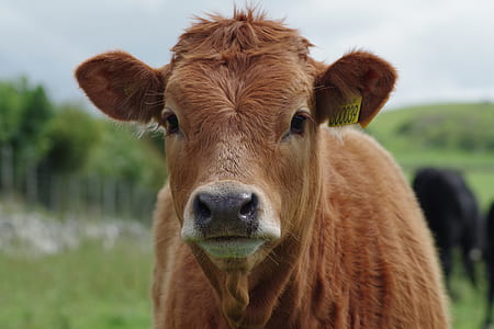 brown cattle in selective focus photography thumbnail