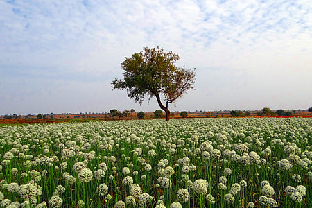 lone tree in the middle of flower field under cirrus clouds thumbnail