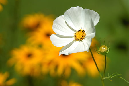 white daisy flower thumbnail