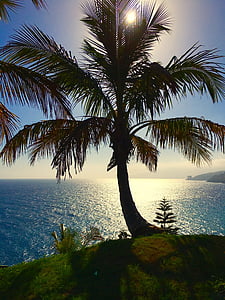 shallow focus photography of coconut tree thumbnail