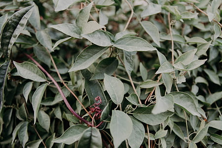 green leafed plants thumbnail