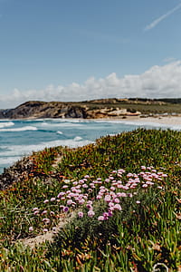 Cluster of Pink Flowers Growing at the Ocean's Edge, Portugal thumbnail