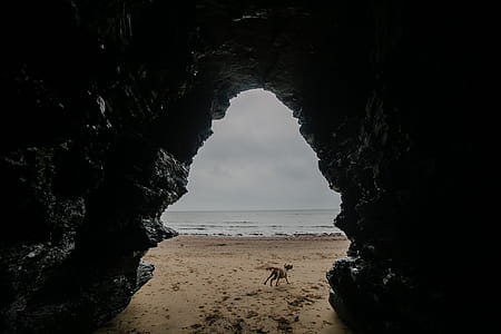 dog running at the beach thumbnail