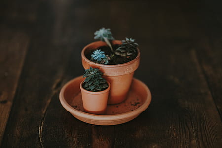 green succulent plants on pot thumbnail