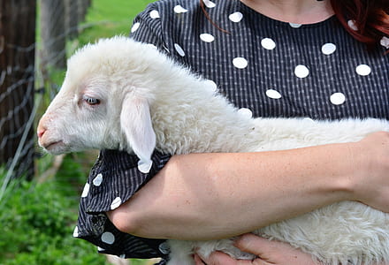 woman carrying white sheep thumbnail