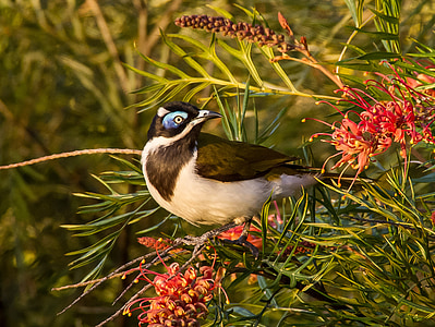 black and white bird perched on red petaled flower thumbnail
