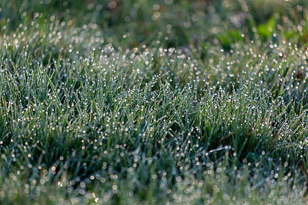Green Grass thumbnail