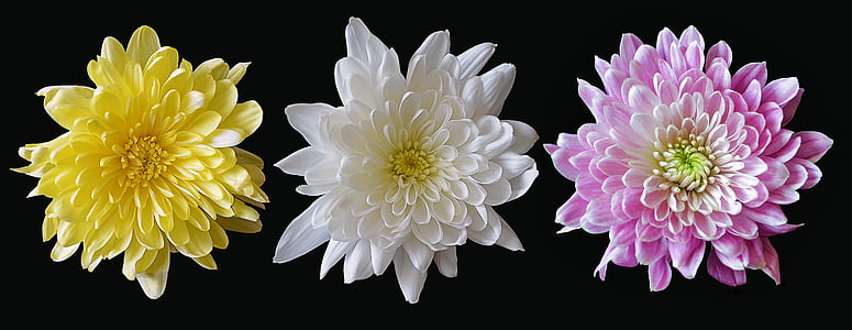 three yellow, white, and pink chrysanthemum flowers thumbnail