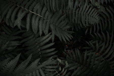 green ferns thumbnail