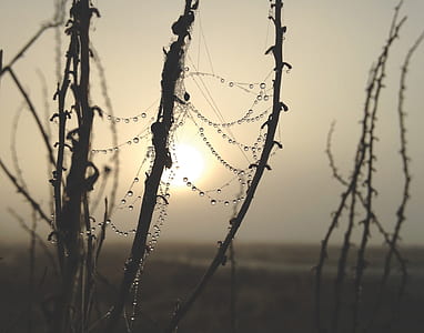 focus photography of water drops on cobwebs thumbnail