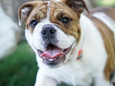 white and brindle English bulldog puppy thumbnail