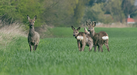 deers on grass field thumbnail