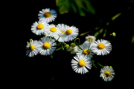 white and yellow petaled flowers thumbnail