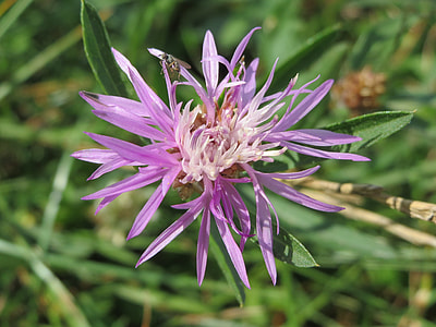 Centaurea Jacea, Brown Knapweed thumbnail