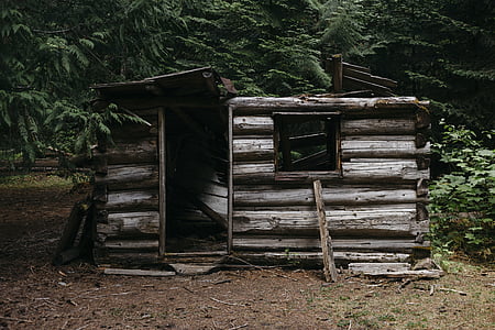 wooden shed surrounded by trees thumbnail