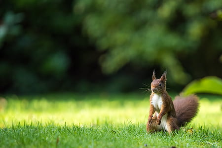 brown squirrel standing on grass thumbnail