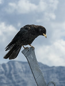 crow on gray post thumbnail