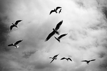 grayscale photography of flock of flying gulls under cloudy sky thumbnail