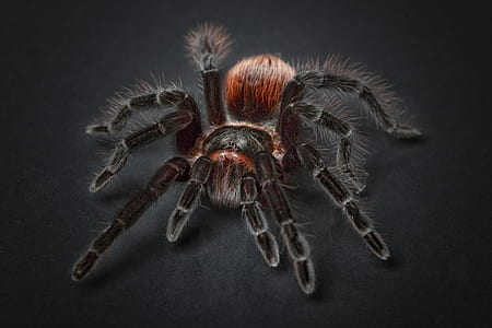 black and red tarantula in closeup photography thumbnail
