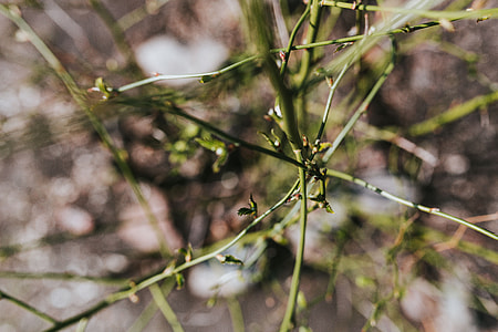 Early spring garden thumbnail
