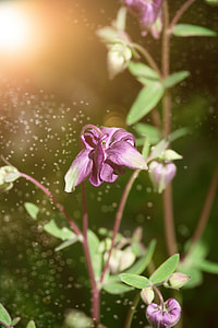 close up photo of purple petal plant thumbnail