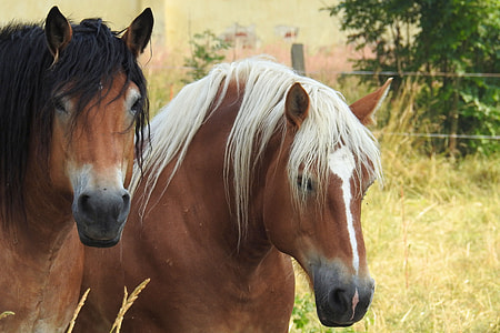 two brown horses on grass thumbnail