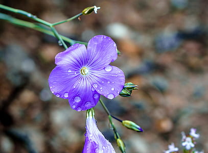 purple petaled flower with water dew thumbnail