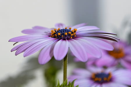 Purple Petaled Floewr thumbnail