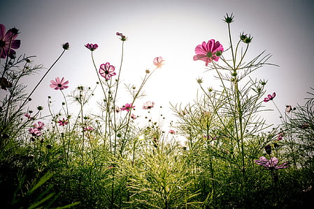pink cosmos flowers closeup photography at daytime thumbnail