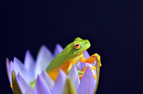 selective focus photography of frog in flowers thumbnail