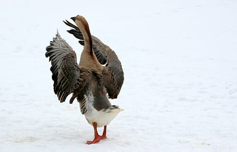 brown and white swan thumbnail