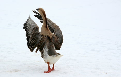 brown duck thumbnail