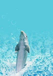 dolphin on body of water thumbnail