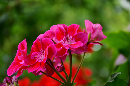 pink petaled flower in bloom thumbnail