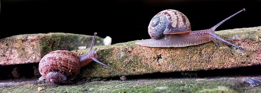 two snails on brown concrete pavement thumbnail