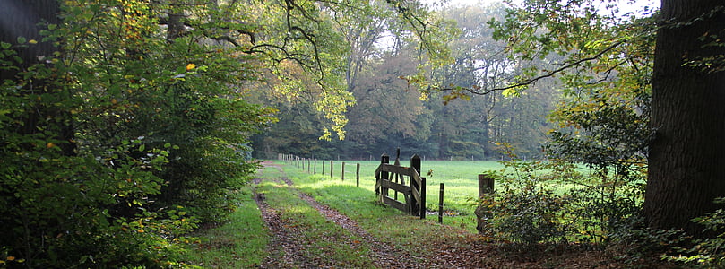 tall trees beside wooden fence thumbnail