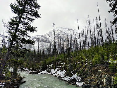 snow capped mountain near forest thumbnail