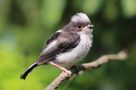 short-beaked white and brown bird on tree branch thumbnail