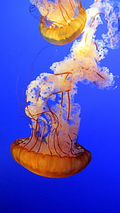 sea, ocean, animal, underwater thumbnail