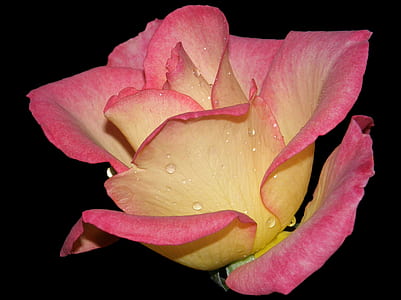 pink and yellow rose in close-up photography thumbnail