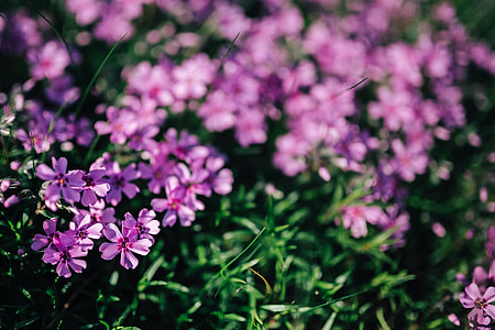Pink flowers blooming in spring thumbnail