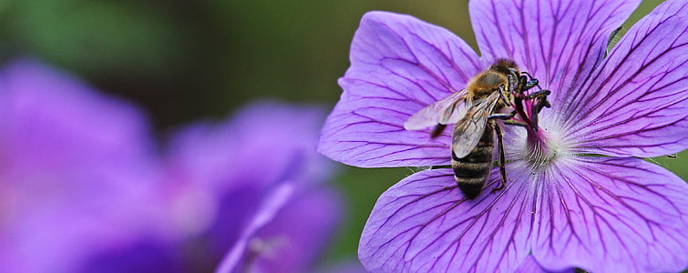 selective focus photo of honeybee perched on purple petaled flower at daytime thumbnail