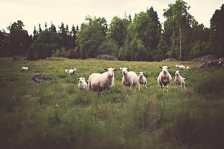 herd of sheep on green grass during daytime thumbnail