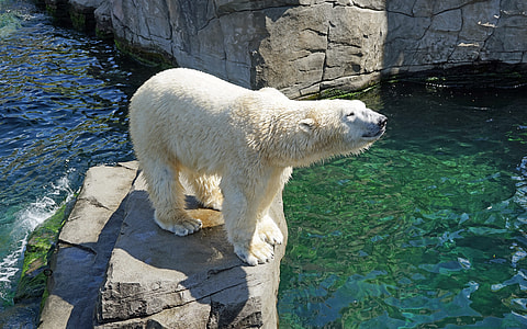 Polar Bear standing on rock surrounded by shallow water during daytime thumbnail