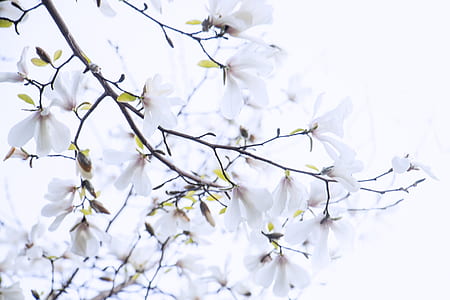 selective focus photography of white petaled flowers thumbnail