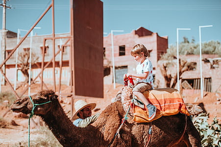 child riding on camel during daytime thumbnail
