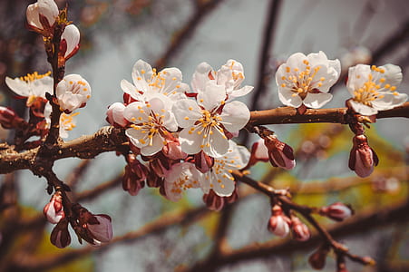 selective focus photography of white cherry blossoms thumbnail