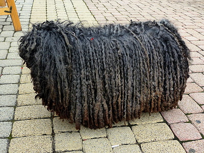 adult black puli standing on pavement thumbnail